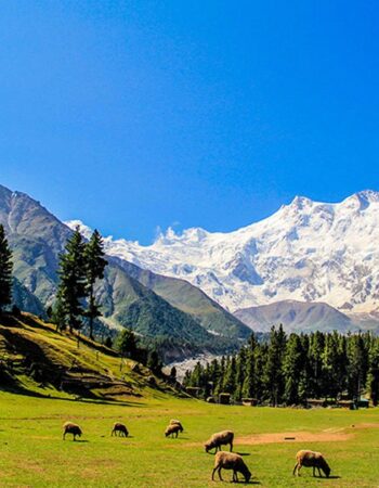 Alpine Trekkers and Tours